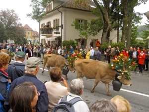 Cows with Flower Hats